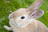 Rabbit Close Up With Defocused Background