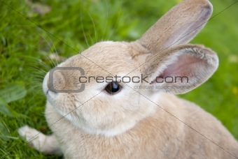 Rabbit Close Up With Defocused Background