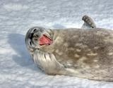 The grey seal Weddell