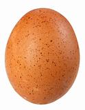 Only single brown bird egg