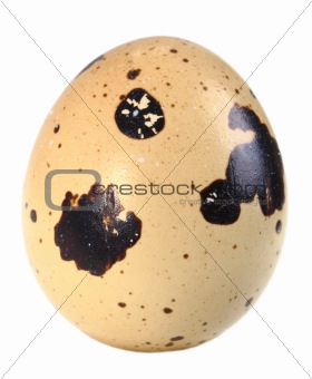 Only single light-brown egg of quail