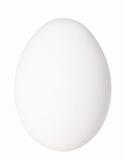 Only single white bird egg