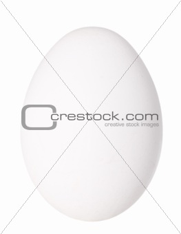 Only single white bird egg