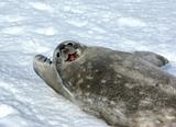 The grey seal Weddell