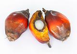 Palm Oil seeds