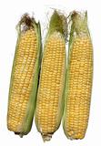 three corn