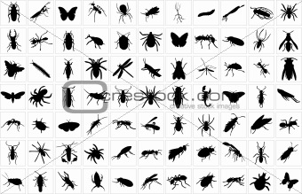bugs collection
