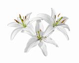 Lilies, isolated on white background