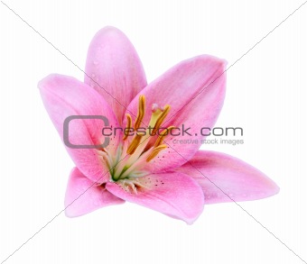 Pink Lily flower isolated on a white background 