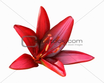 Red Lily, isolated on white background