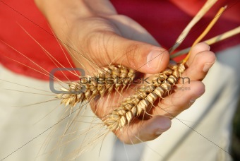 Wheat ears in hand
