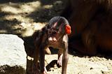 baboon's baby