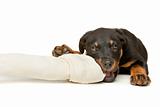 Rottweiler puppy with a huge white bone