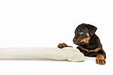 Rottweiler puppy with a huge white bone