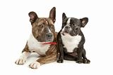 American Staffordshire Terrier and a French bulldog