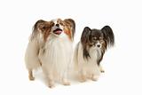 two Papillon dogs
