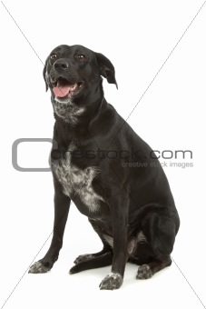 mixed-breed dog
