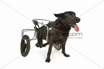 dog in a wheelchair