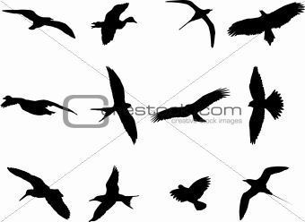 birds collection