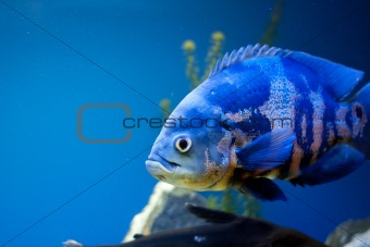 Big blue sea fish in aqurium. Underwater