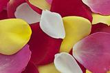 Coloured rose petals