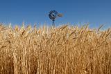 Wheat Grass in Farm Field with Windmill