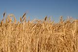 Field of Wheat Grass