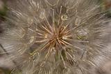 Dandelion Flower Seed Macro Background