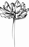 sketch of a flower with large petals