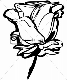 sketch rosebud on a white background