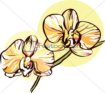 two orchid with a yellow middle