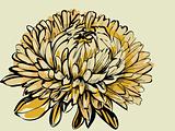 big bud chrysanthemum