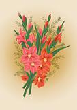 Bouquet of pink and red gladiolas