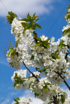 Blooming cherry tree on blue sky background