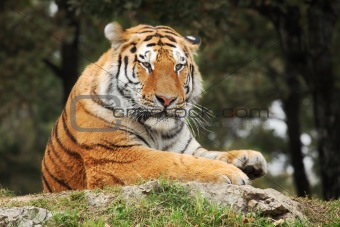 Resting Tiger.
