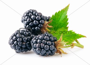 berry blackberry with green leaf