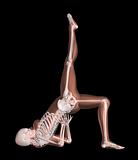 Female Skeleton in Yoga Position