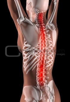 Female Skeleton with Spine Highlighted