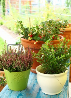 Outdoor flower pots
