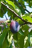 Plum in a tree