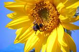 Bumblebee on sunflower 