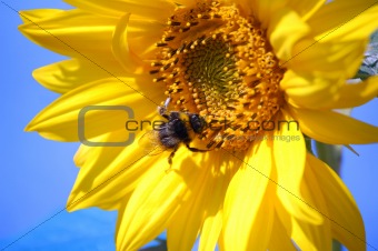 Bumblebee on sunflower 
