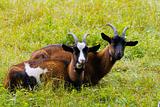 Goats on a green meadow