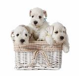 three white schnauzer puppies