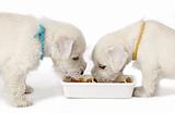 two white schnauzer puppies