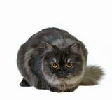 british long hair cat