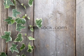 Leaves over wooden background.