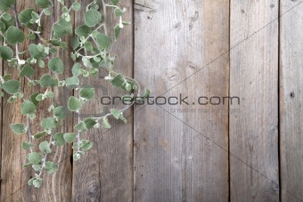 Leaves over wooden background.