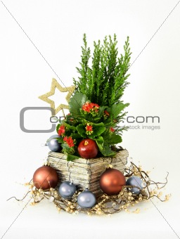 Christmas cypress decoration