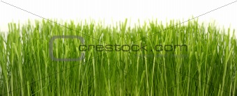 Dense green grass